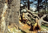 Cedars